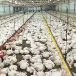 برلماني: استثمار طفرة الدواجن ضرورة لضمان استقرار الأسعار وتوفير الأعلاف