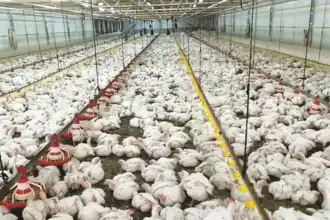 برلماني: استثمار طفرة الدواجن ضرورة لضمان استقرار الأسعار وتوفير الأعلاف