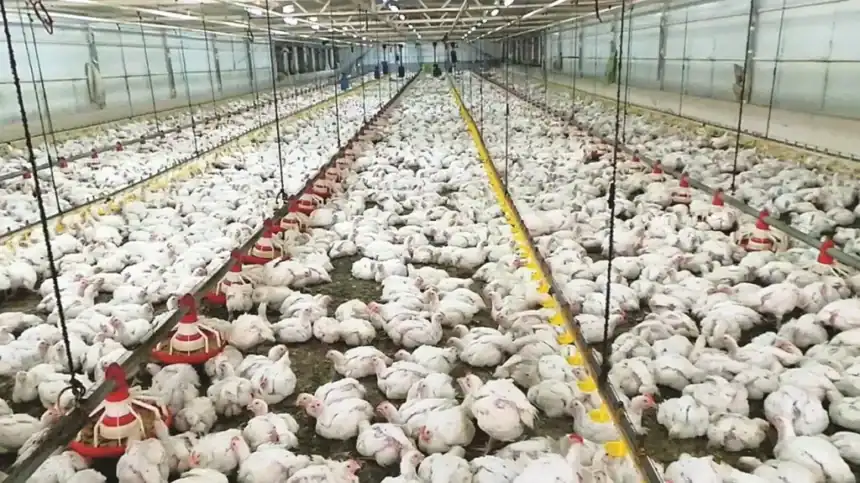 برلماني: استثمار طفرة الدواجن ضرورة لضمان استقرار الأسعار وتوفير الأعلاف