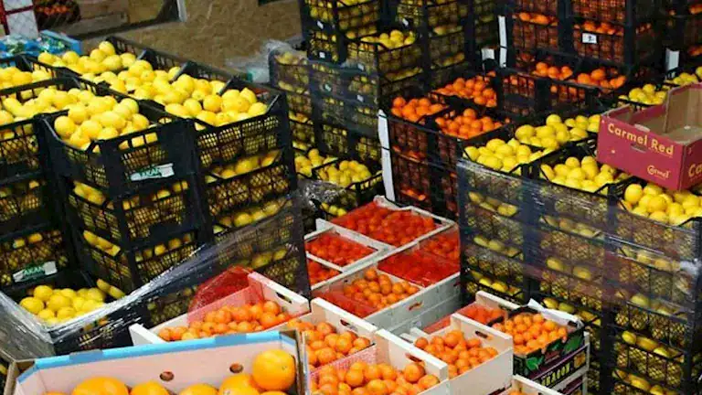 الحجر الزراعي: فتح 22 سوقًا جديدة للصادرات الزراعية المصرية منذ بداية 2026
