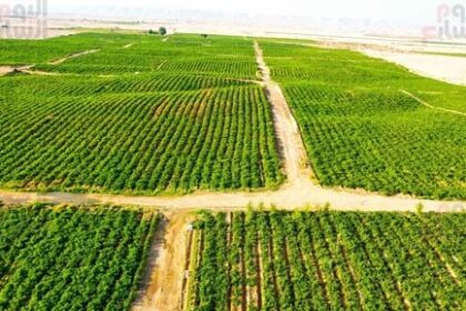 الظهير الصحراوي بالأقصر.. من الإهمال إلى بوابة الاستثمار الزراعي