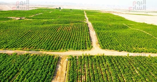 الظهير الصحراوي بالأقصر.. من الإهمال إلى بوابة الاستثمار الزراعي 1 الظهير الصحراوي بالأقصر.. من الإهمال إلى بوابة الاستثمار الزراعي