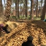خريطة الزراعات الشتوية في مصر: القمح في قلب الأمن الغذائي والفول وبنجر السكر في الصدارة