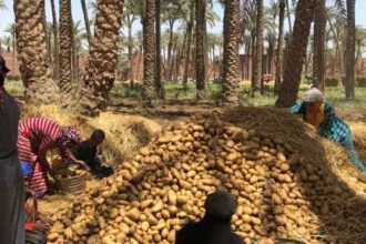 خريطة الزراعات الشتوية في مصر: القمح في قلب الأمن الغذائي والفول وبنجر السكر في الصدارة