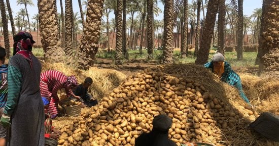 خريطة الزراعات الشتوية في مصر: القمح في قلب الأمن الغذائي والفول وبنجر السكر في الصدارة